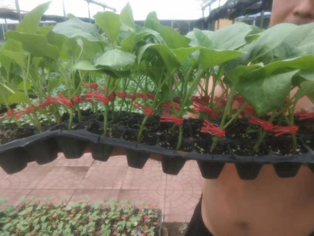 供应嫁接茄子苗 圆茄苗 快圆 紫萼长茄 绿萼长茄 寿光育苗厂