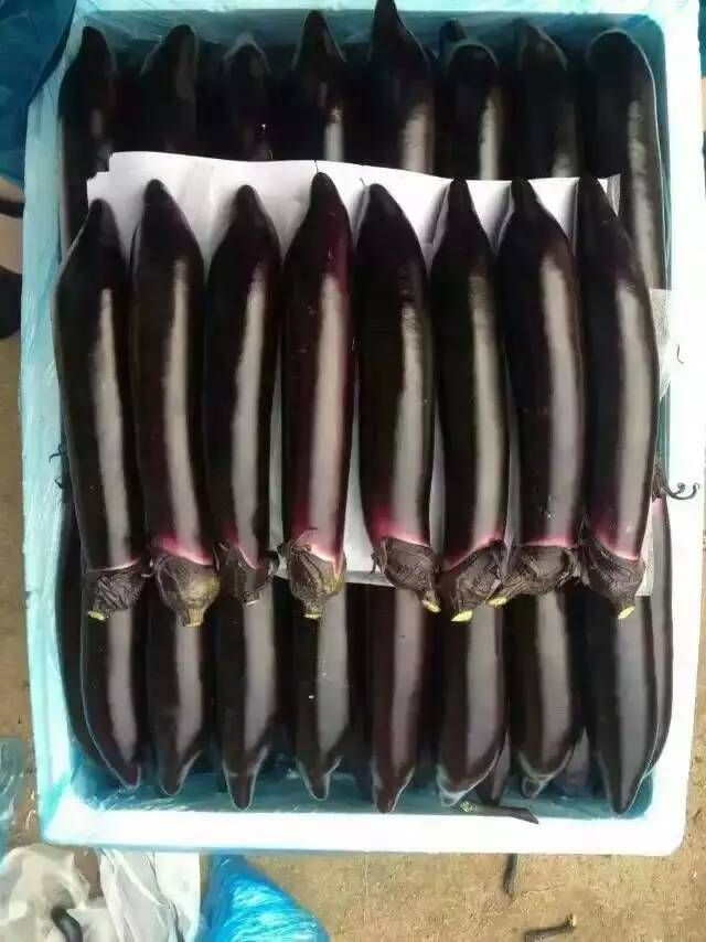 茄子苗长茄圆茄各种绿把紫把