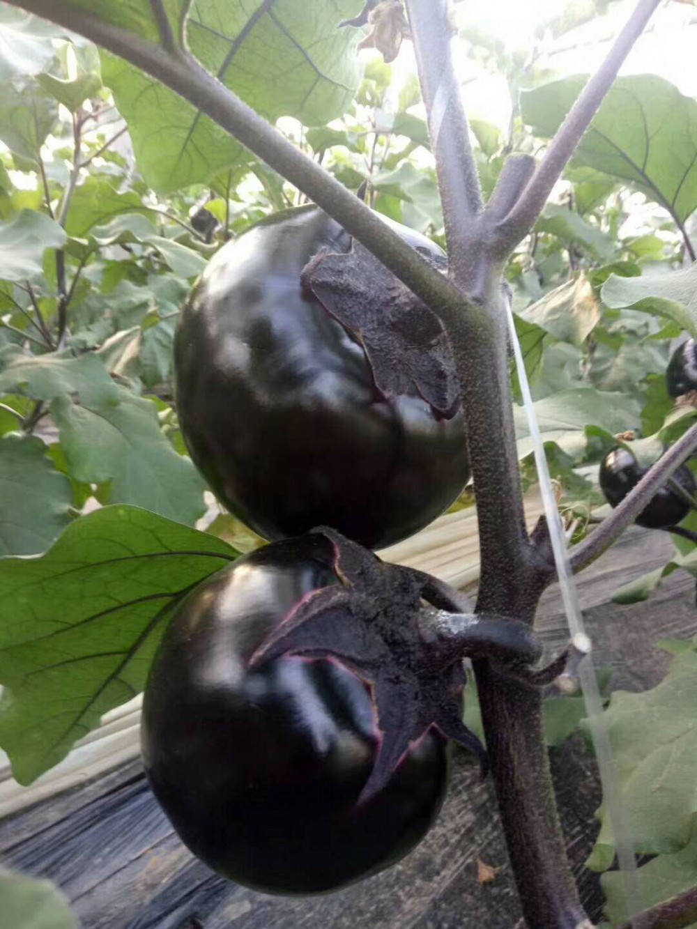 有机蔬菜种子高产茄子种苗批发<em>农业</em>种苗新品种基地专用型