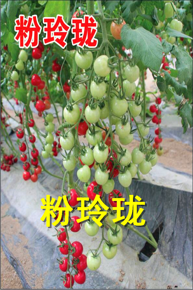 寿光蔬菜种子粉贝贝类型圆形樱桃番茄种子圣女果西红柿种子