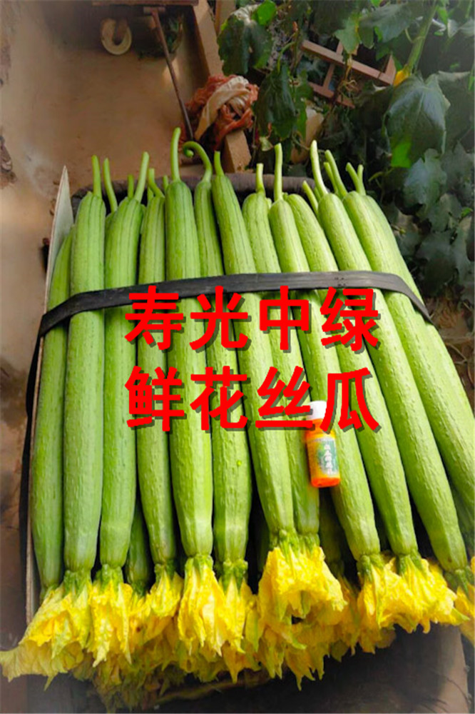 寿光蔬菜种子-寿光中绿鲜花丝瓜种子-肉丝瓜种子