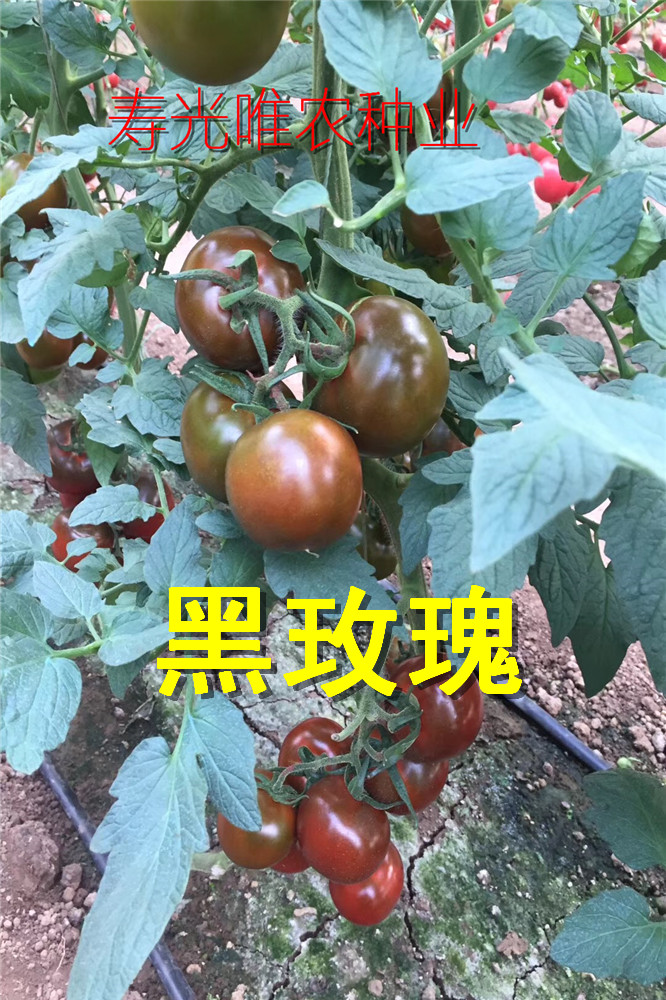 寿光蔬菜种子黑色番茄种子 西红柿种子咖啡色番茄种子边贸大圆黑番茄种子