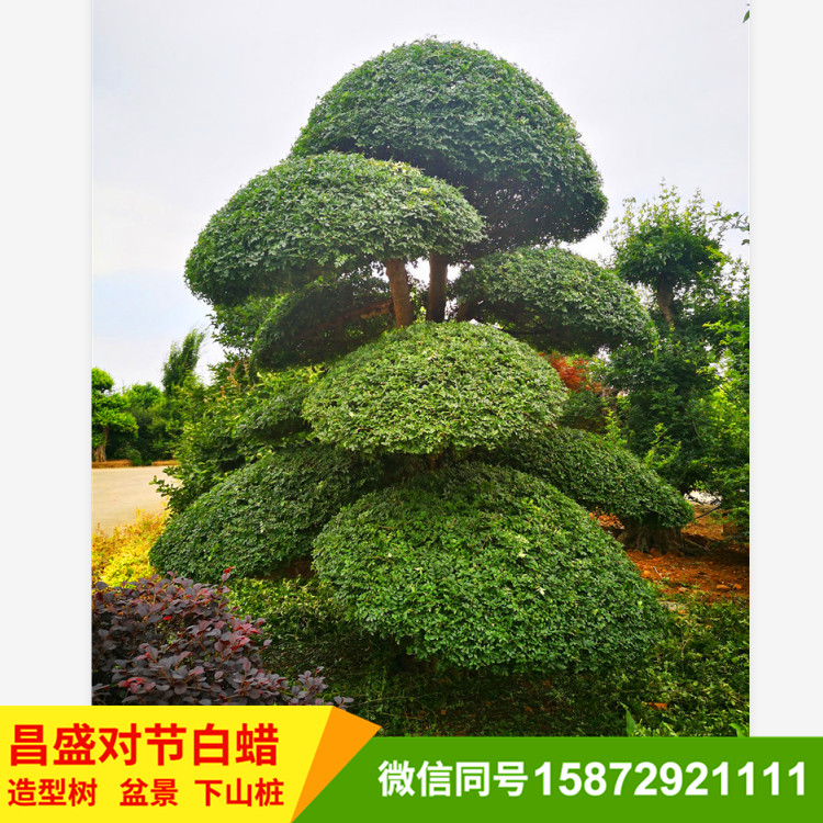对节白蜡景观绿化树风景树造型对节白蜡基地直销