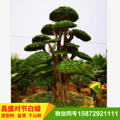 对节白蜡盆景绿化观赏树厂地直销价格实惠