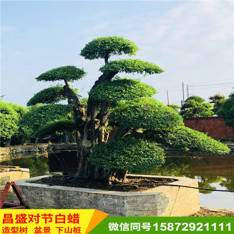对节白蜡室内盆景造型盆景桩景批发基地直销