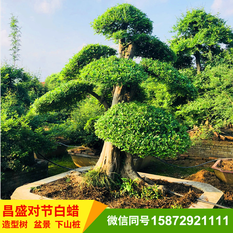 对节白蜡盆景景观树苍劲挺秀价格优惠厂家直销