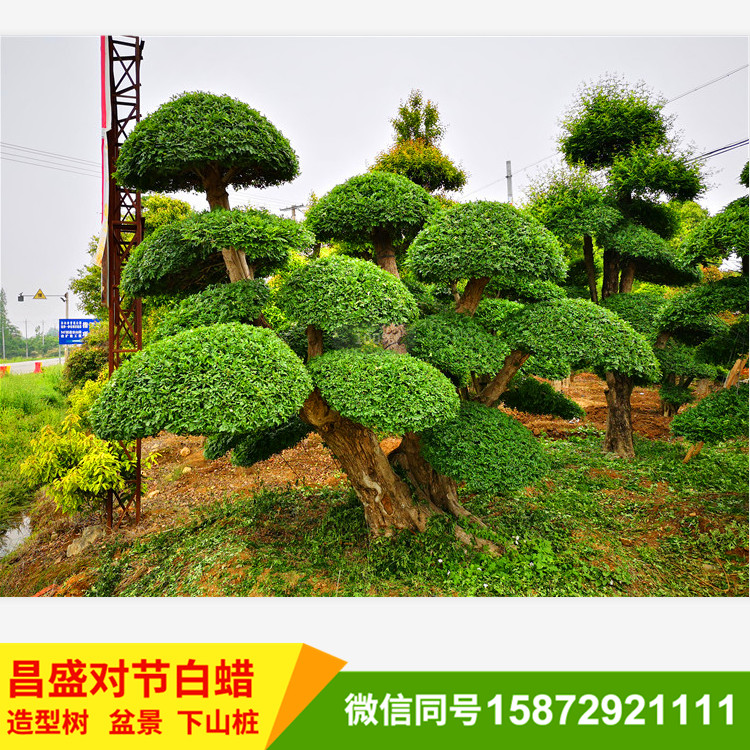对节白蜡造型树庭院风水树盆景下山桩厂家直销