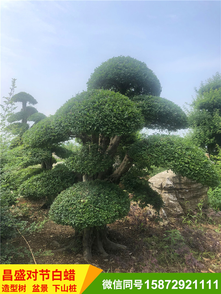 对节白蜡造型树基地直销对节白蜡桩景批发