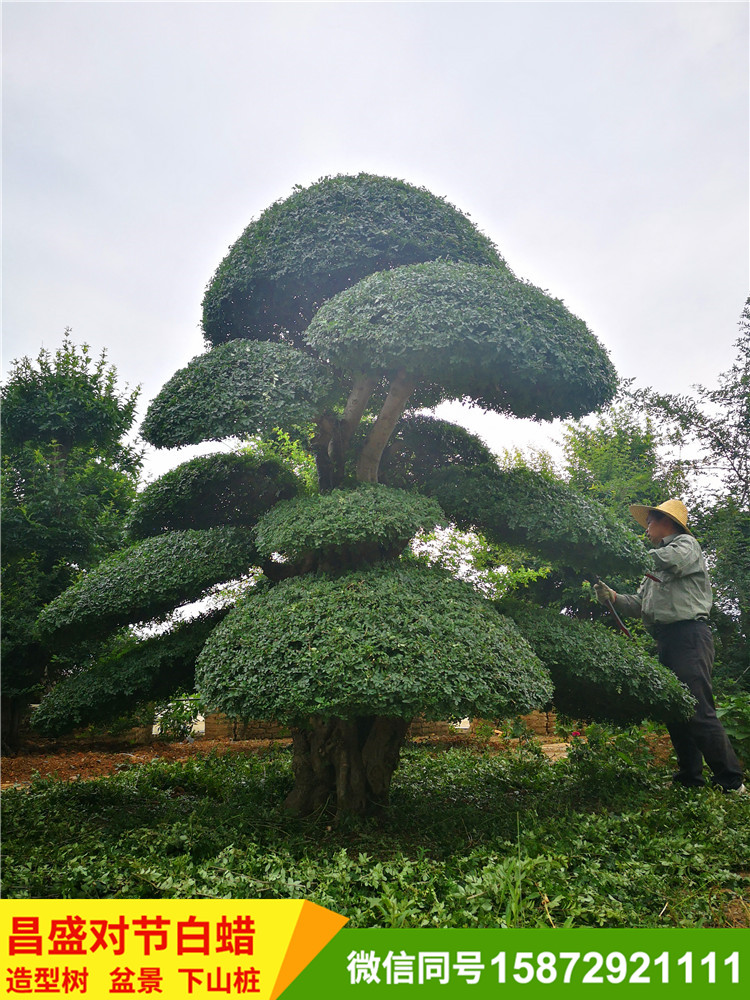 精品对节白蜡树造型对节白蜡树造型优美厂家直销