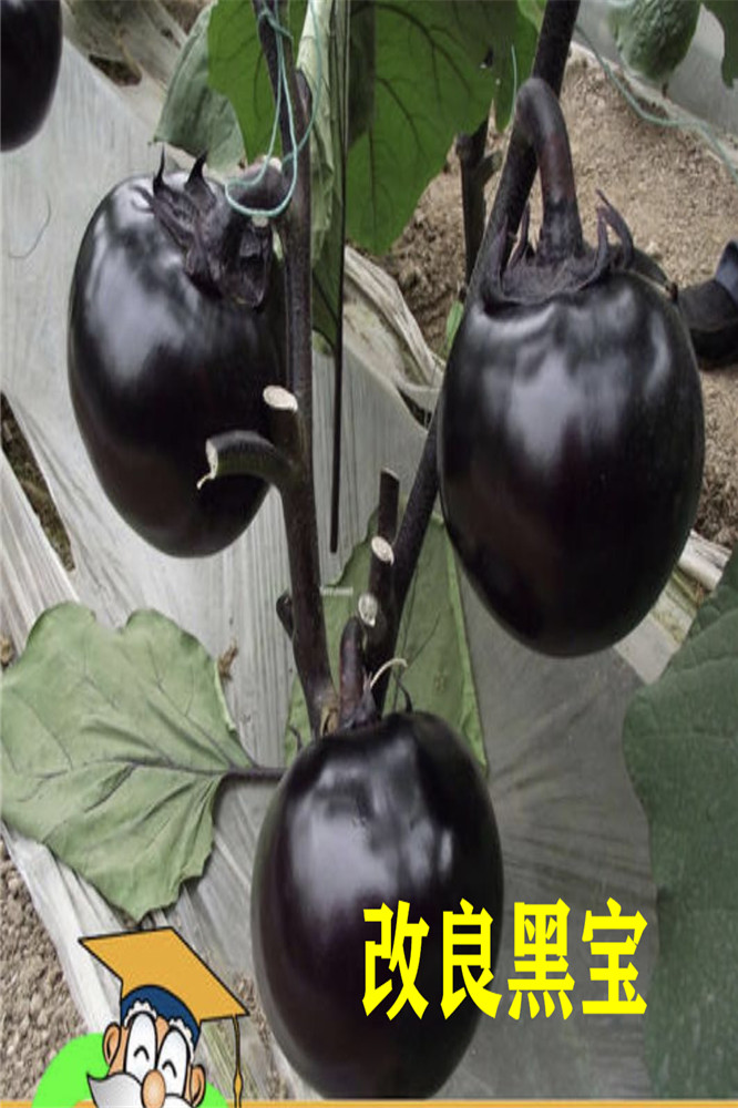寿光蔬菜种子-圆茄种子-圆茄种苗-嫁接圆茄苗-蔬菜种子