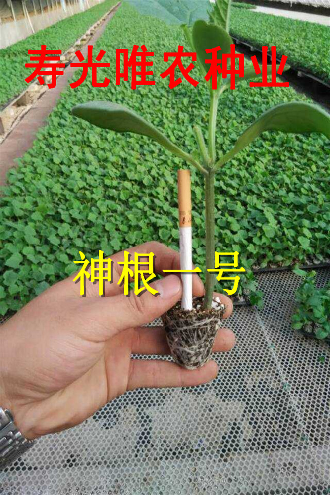 寿光蔬菜种子-嫁接黄瓜专用南瓜砧木-油亮型黄瓜专用脱蜡粉强