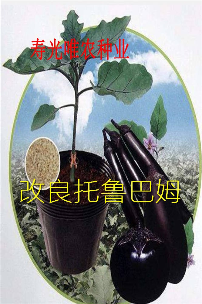 寿光蔬菜种子-嫁接茄子专用有刺砧木-改良野生托鲁巴姆