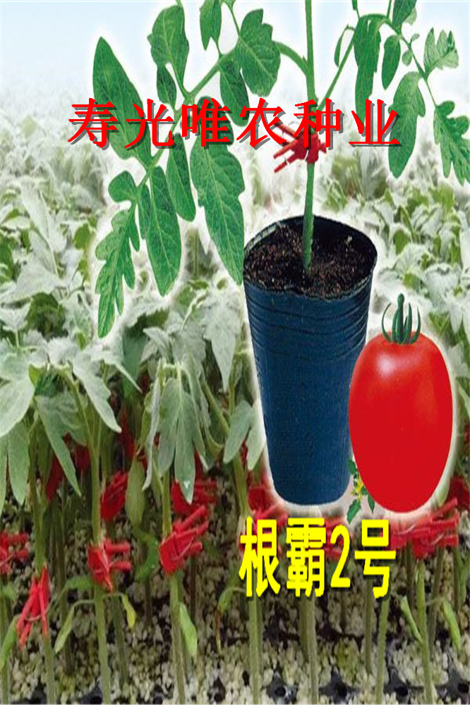 寿光蔬菜种子-抗青枯抗线虫镰刀菌根腐死棵-西红柿砧木