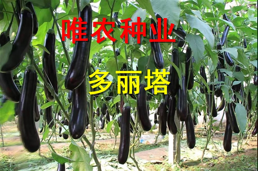 寿光蔬菜种子-绿萼长茄-布利塔-长征3号冠红102茄子类型