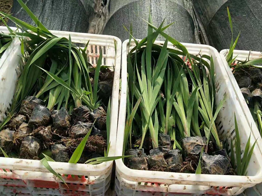 德国鸢尾价格 鸢尾种植基地 水生鸢尾价格批 各种宿根草花批发