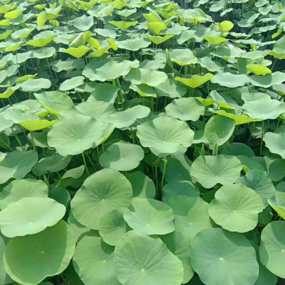 盆栽荷花 绿化荷花 水生绿化植物 各种草花苗木绿化批发租摆