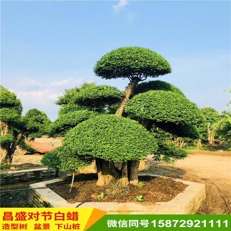 对节白蜡树桩盆景风景树枝繁叶茂苍劲古朴基地直供