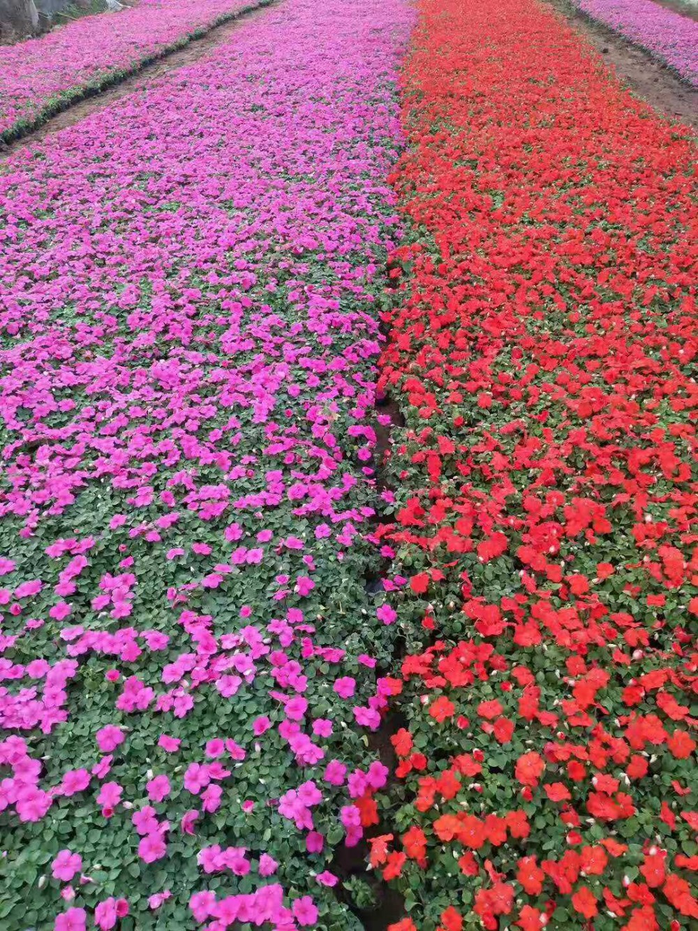 凤仙  非洲凤仙价格种植基地批发 各种宿根花草批发 花海设计