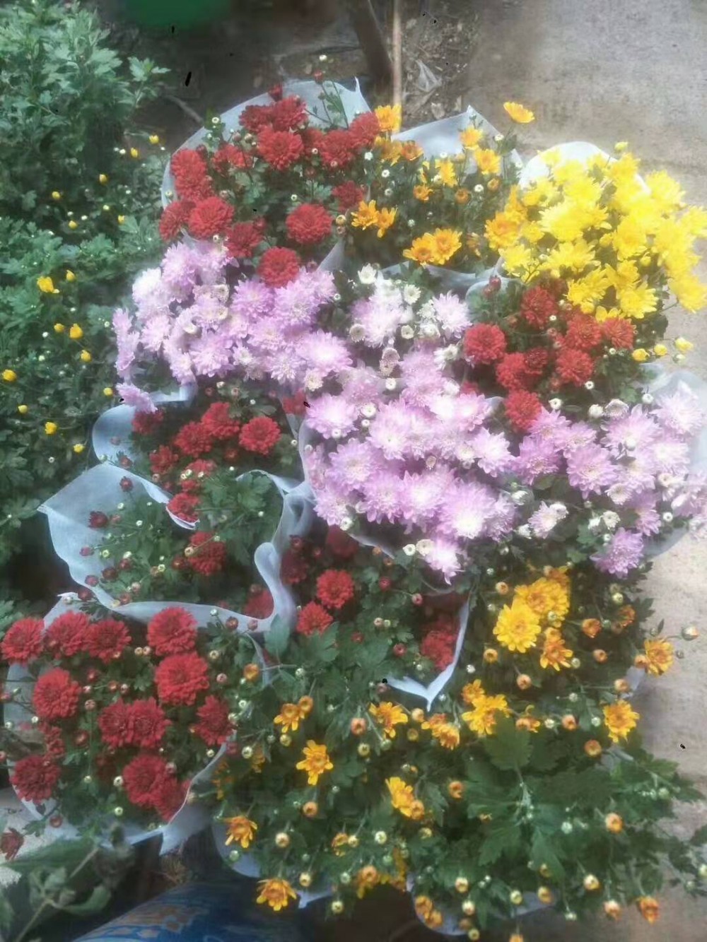 国庆菊价格 山东国庆菊种植基地 十一租摆草花 各种花海设计