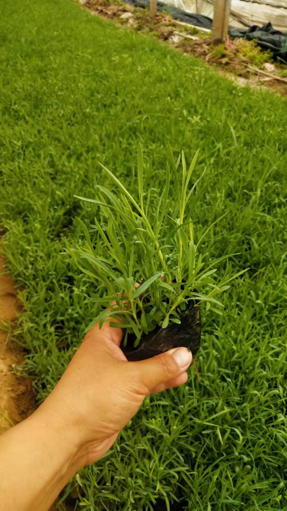 石竹子批发 石竹子石竹子培育 石竹子种植基地