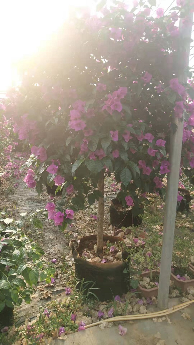 三角梅批发 三角梅种植基地 山东三角梅价格 三角梅培育