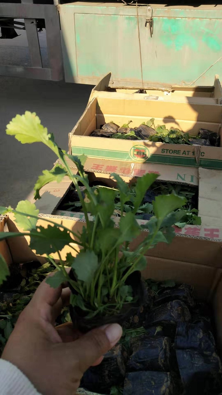 大滨菊价格 山东大滨菊供应 宏胜大滨菊 大滨菊种植基地