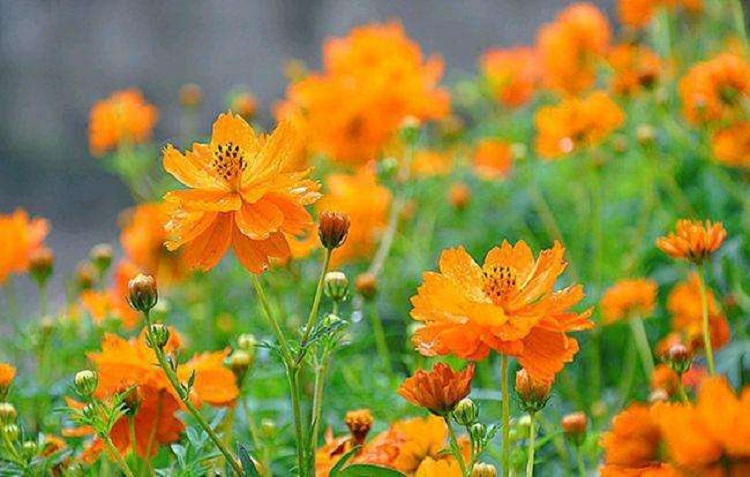 硫华菊报价 硫华菊价格 山东硫华菊大量供应 硫华菊种植基地