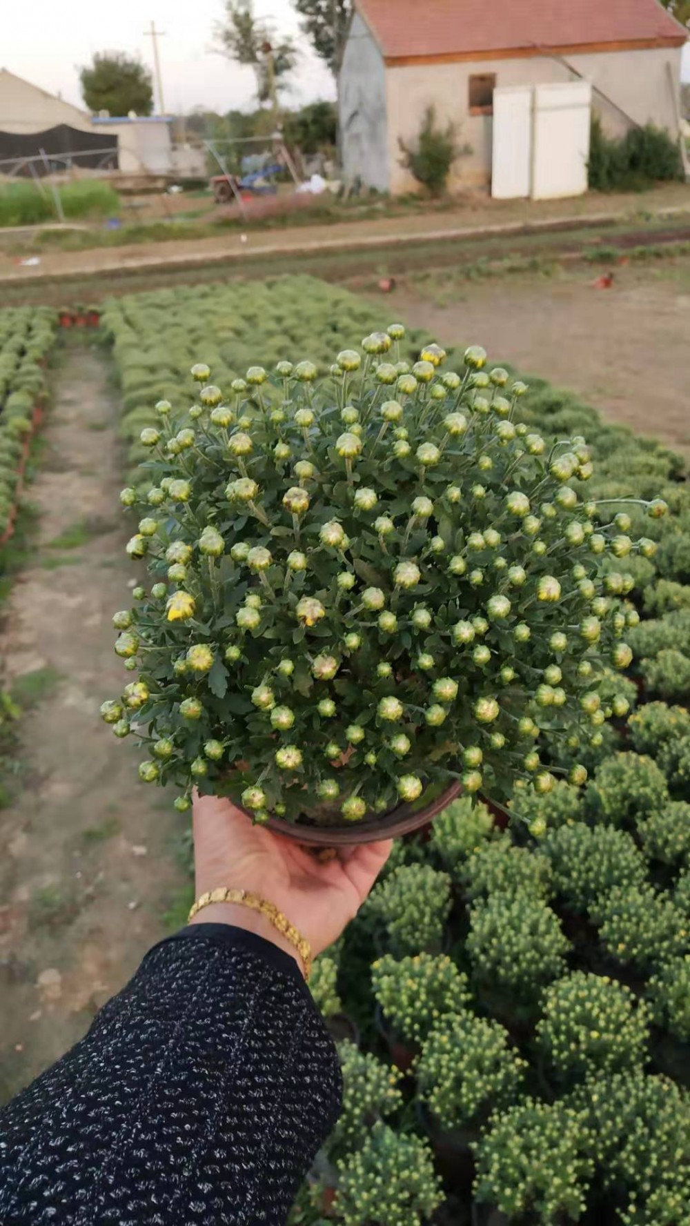 国庆菊种植 山东国庆菊大量批发 国庆菊价格 国庆菊供应