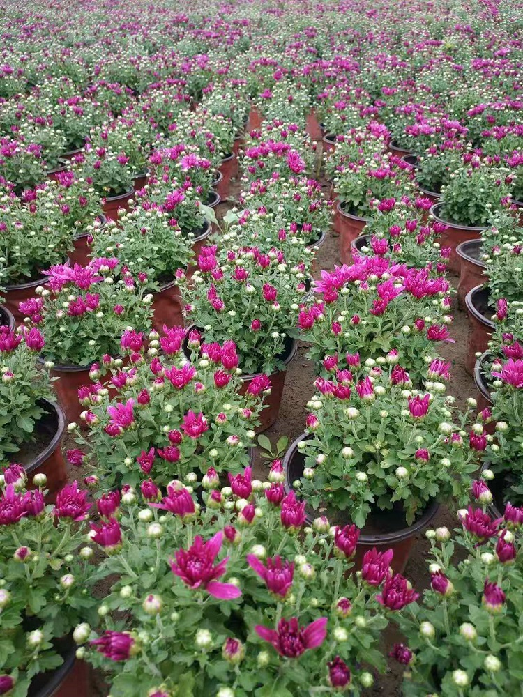九月菊批发 九月菊种植基地 山东九月菊价格 宏胜九月菊
