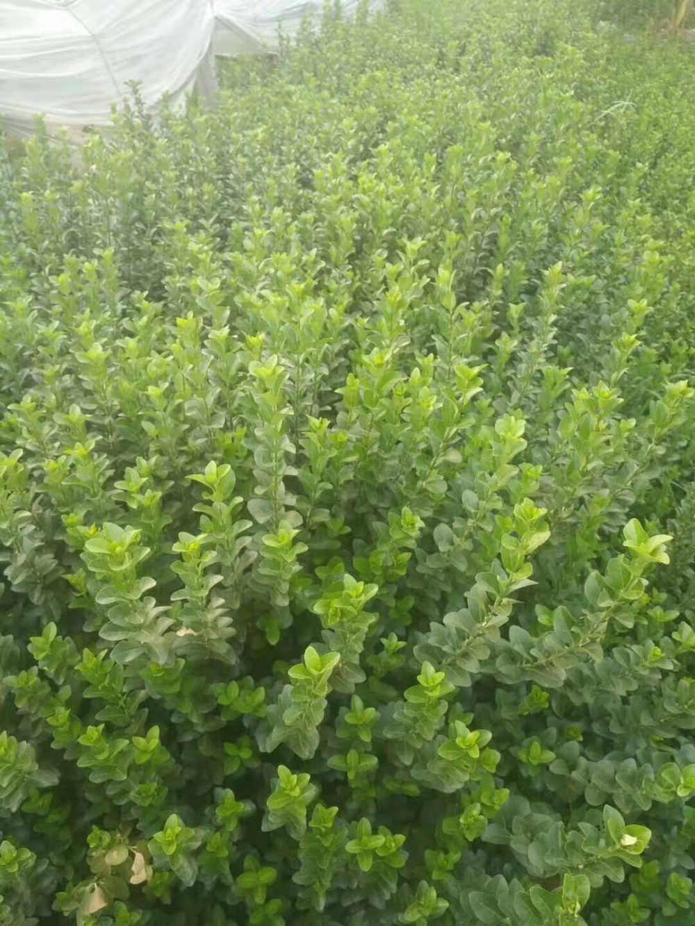 批发卫矛价格 山东卫矛种植基地 各种园林绿化工程用苗批发