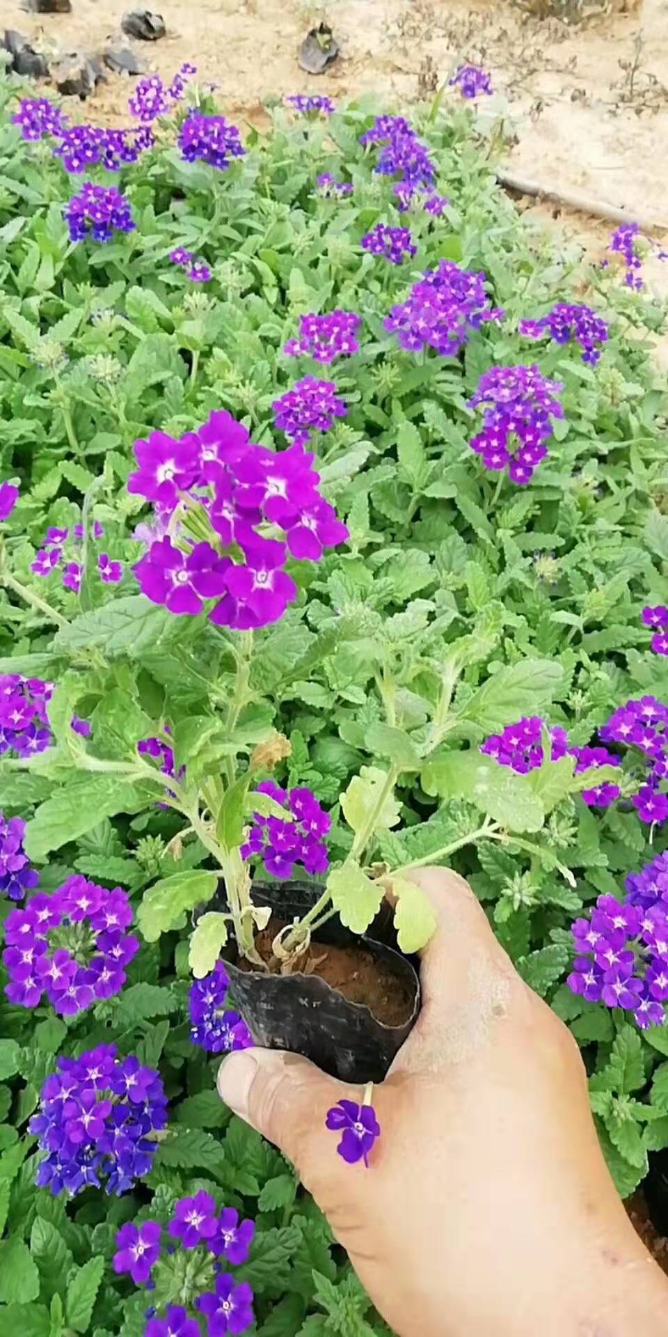 山东青州美女樱种植基地  各种园林绿化工程花海设计