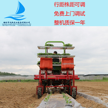 30马力拖拉机就可以带动的鸭嘴式栽苗机移栽机成帆移栽机