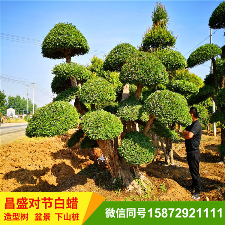 对节白蜡盆景 造型对节白蜡 基地直销