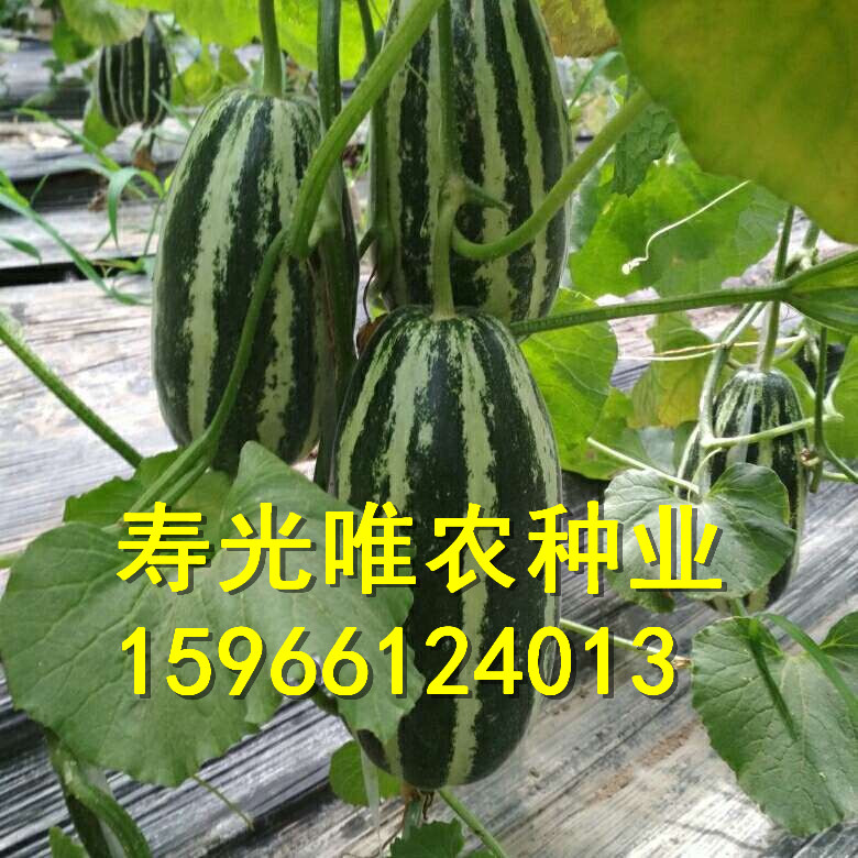 寿光甜瓜苗-羊角蜜-羊角脆-博洋9号-西周蜜-绿宝甜瓜苗