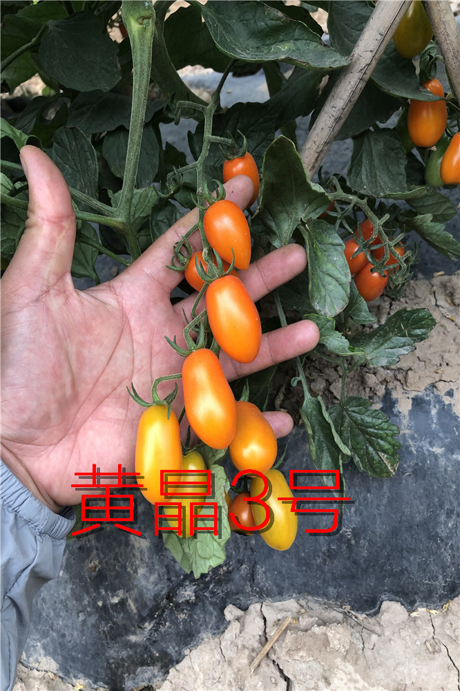 采摘园电商专用寿光凤珠番茄409类型樱桃番茄番茄种子 西红柿种子黄色花生番茄种子