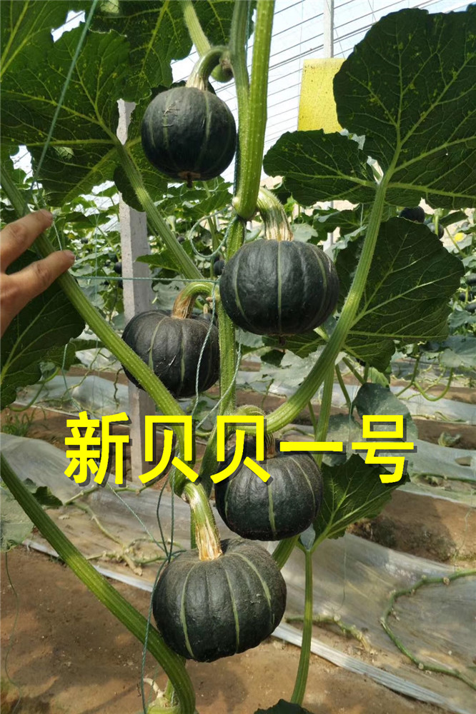 寿光日本韩国进口黑贝贝南瓜种子美容养颜南瓜-板栗味南瓜种子 迷你南瓜种子