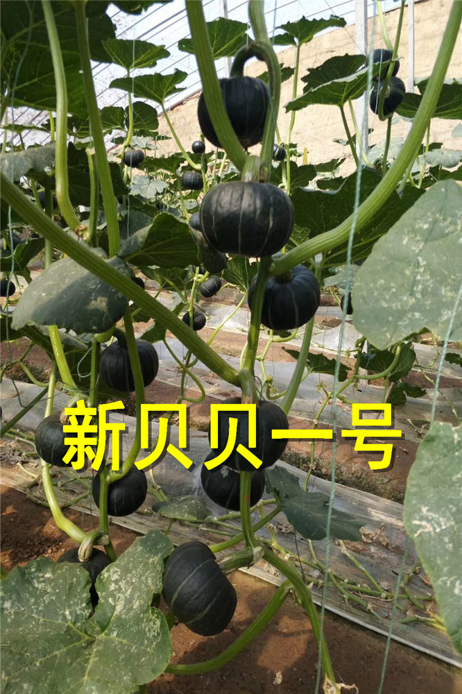 日本进口贝贝南瓜种子-栗香味南瓜种子 板栗南瓜-采摘园电商专用