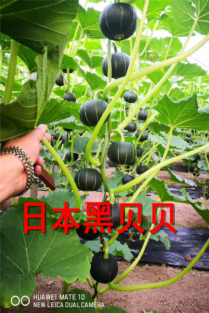 寿光日本原装进口黑贝贝南瓜种子-板栗味南瓜种子南瓜种
