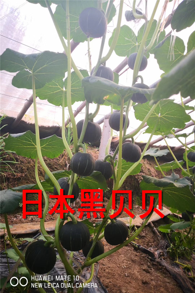 日本进口贝贝南瓜种子-板栗南瓜