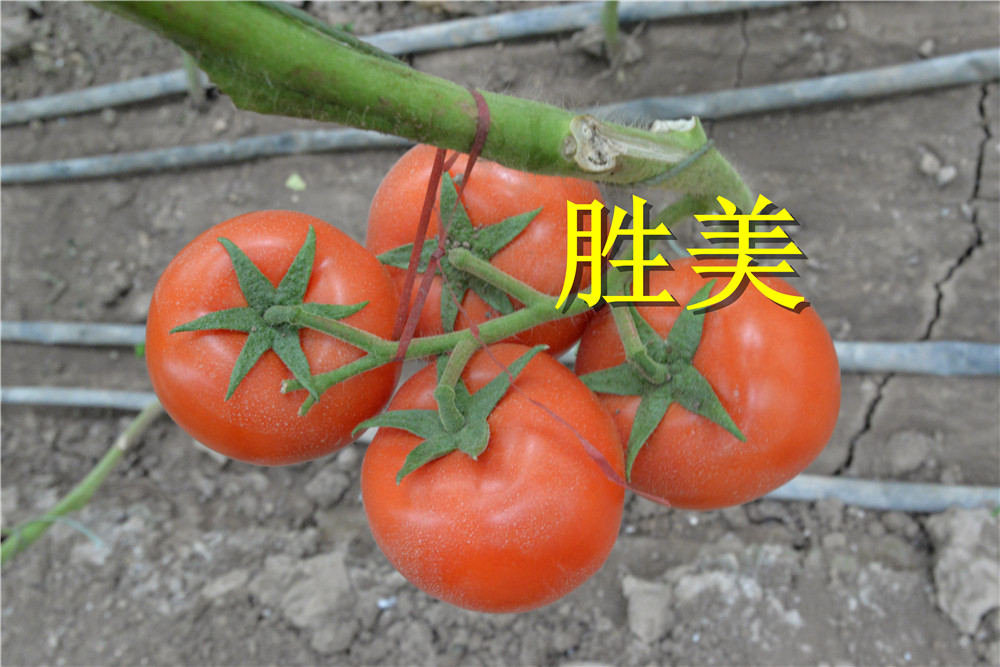 大红番茄种子齐达利类型番茄-圣尼斯类型大红番茄番茄种子 西红柿种子-大红番茄种子