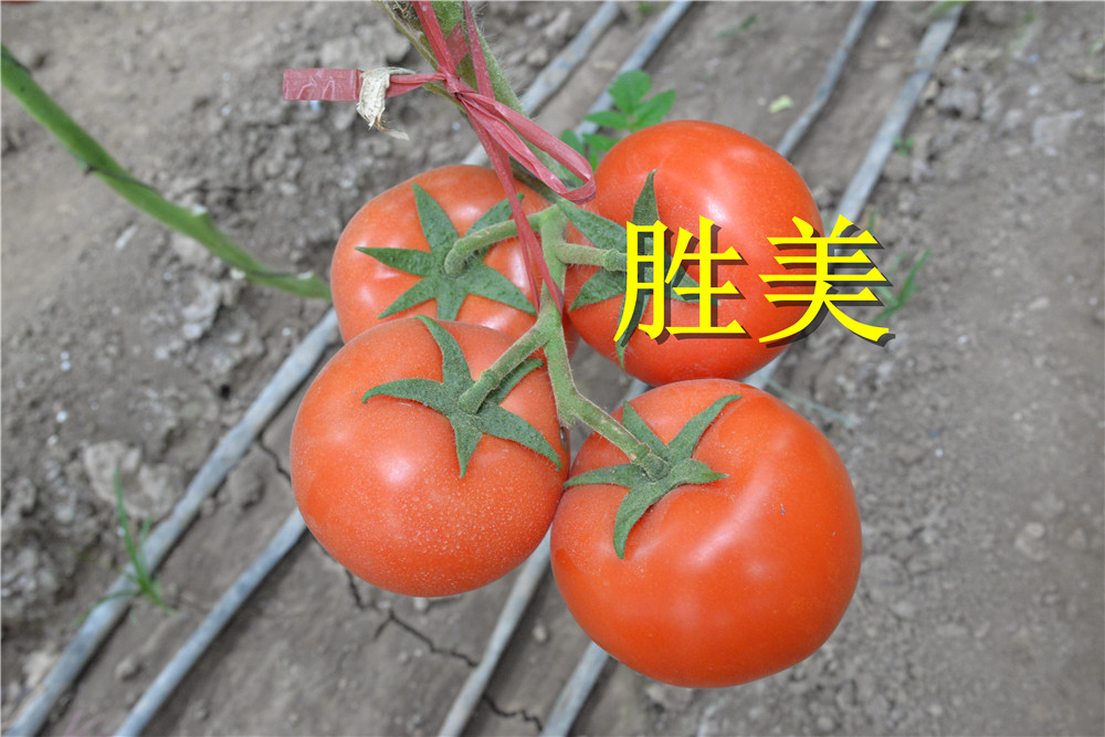 大红番茄种子 齐达利类型番茄-圣尼斯7845类型大红番茄番茄种子 西红柿种子-大红番茄种子 抗黄头大红番茄 抗镰刀菌根腐西红柿 抗青枯西红柿种子