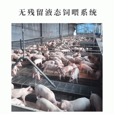 猪场液态自动化供料系统 成都猪场自动化供料系统厂家