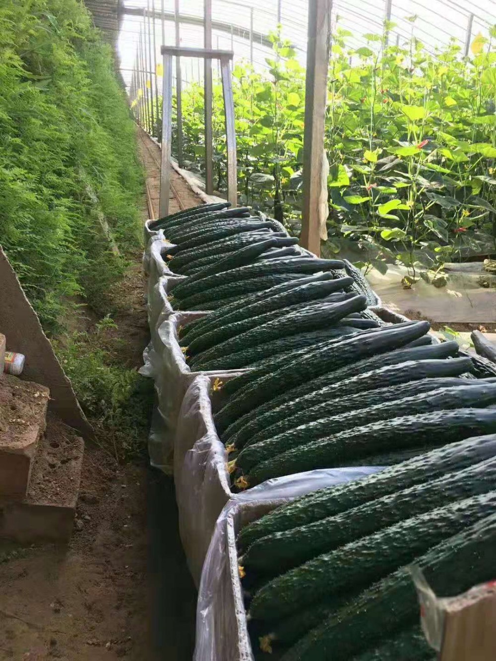 大量批发芹菜苗| 芹菜种苗厂家| 芹菜种苗价格