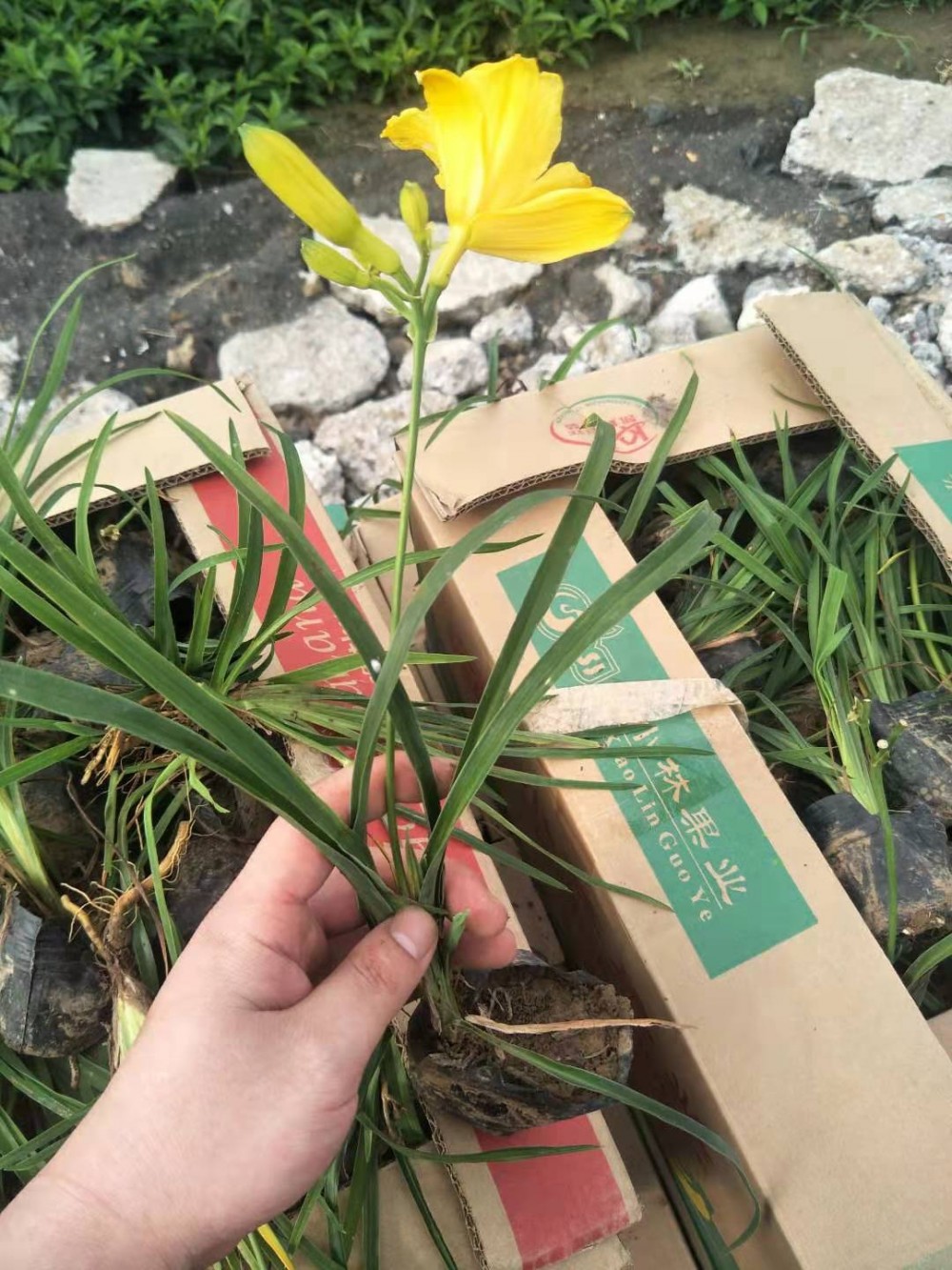 金娃娃萱草价格 大花萱草基地 萱草价格 宿根花卉 草花苗木
