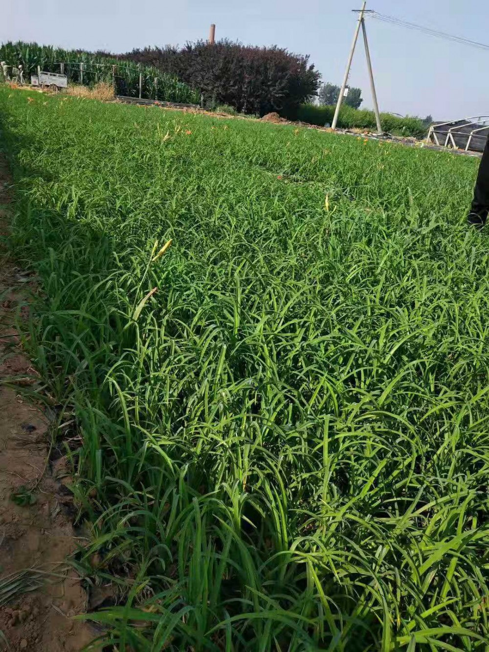 大花萱草价格  大花萱草基地 宿根花卉草花苗木 花海设计租摆