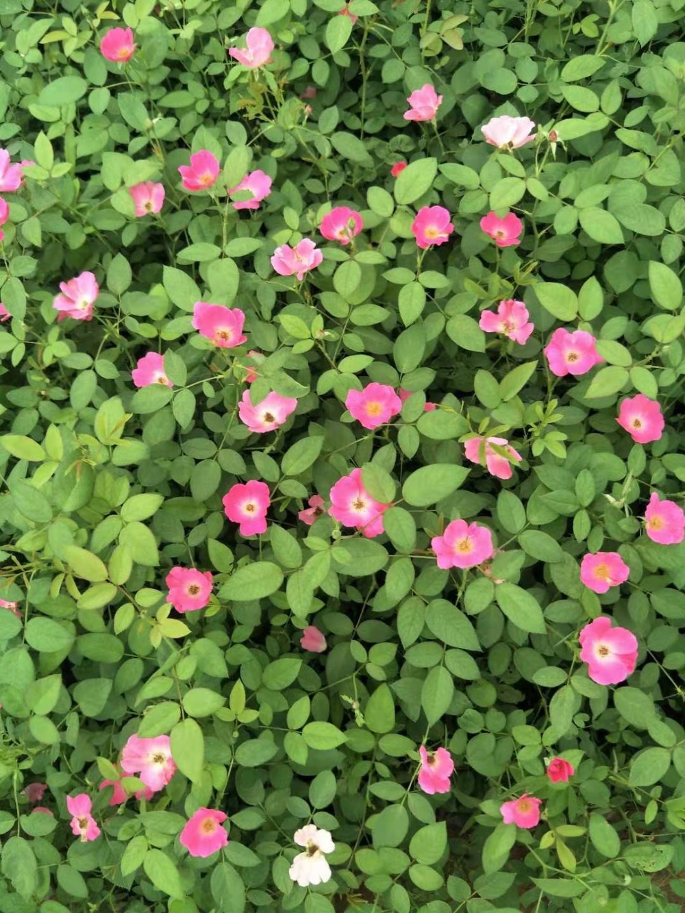 山东丰花月季价格 丰花月季基地  大花月季 月季树批发