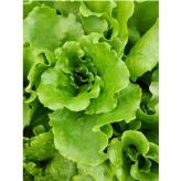 山东蔬菜菠菜生菜茼蒿等叶菜类稀土型有机水溶肥料