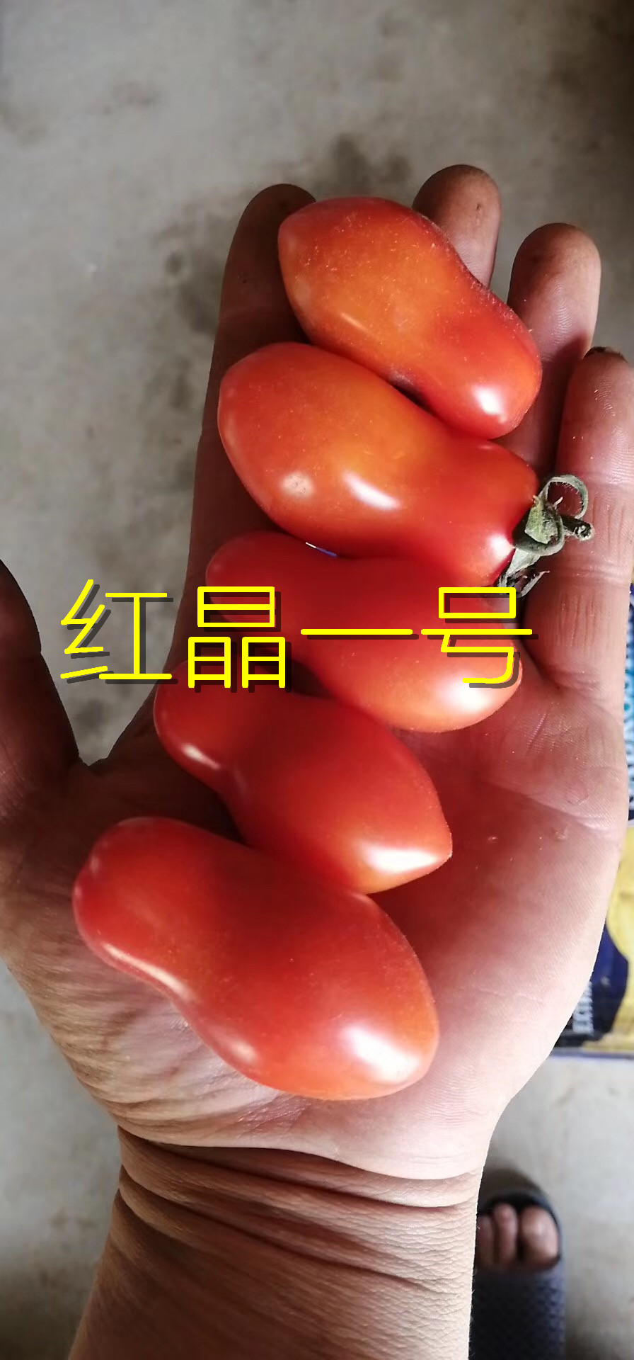 寿光蔬菜种子台湾凤珠番茄409樱桃番茄番茄种子 西红柿种子 红色花生番茄种子