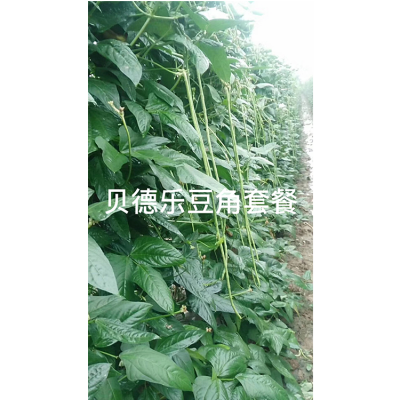 河北蔬菜豆角专用有机水溶肥料拉长拉直抗病抗逆提质增产延长采收期批发走量