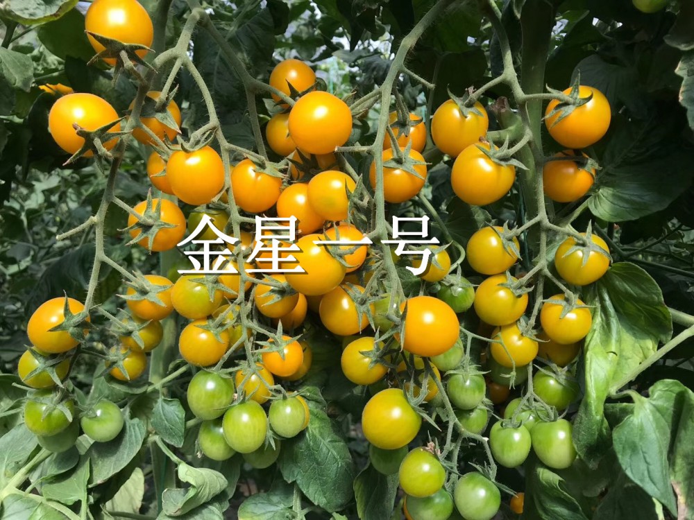 寿光蔬菜种子夏日阳光类型黄色圆形樱桃番茄种子番茄种子 西红柿种子